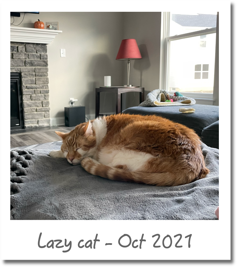 Lazy Cat